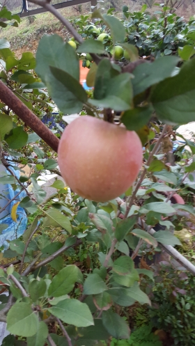 사과아리수홍로 미얀마
